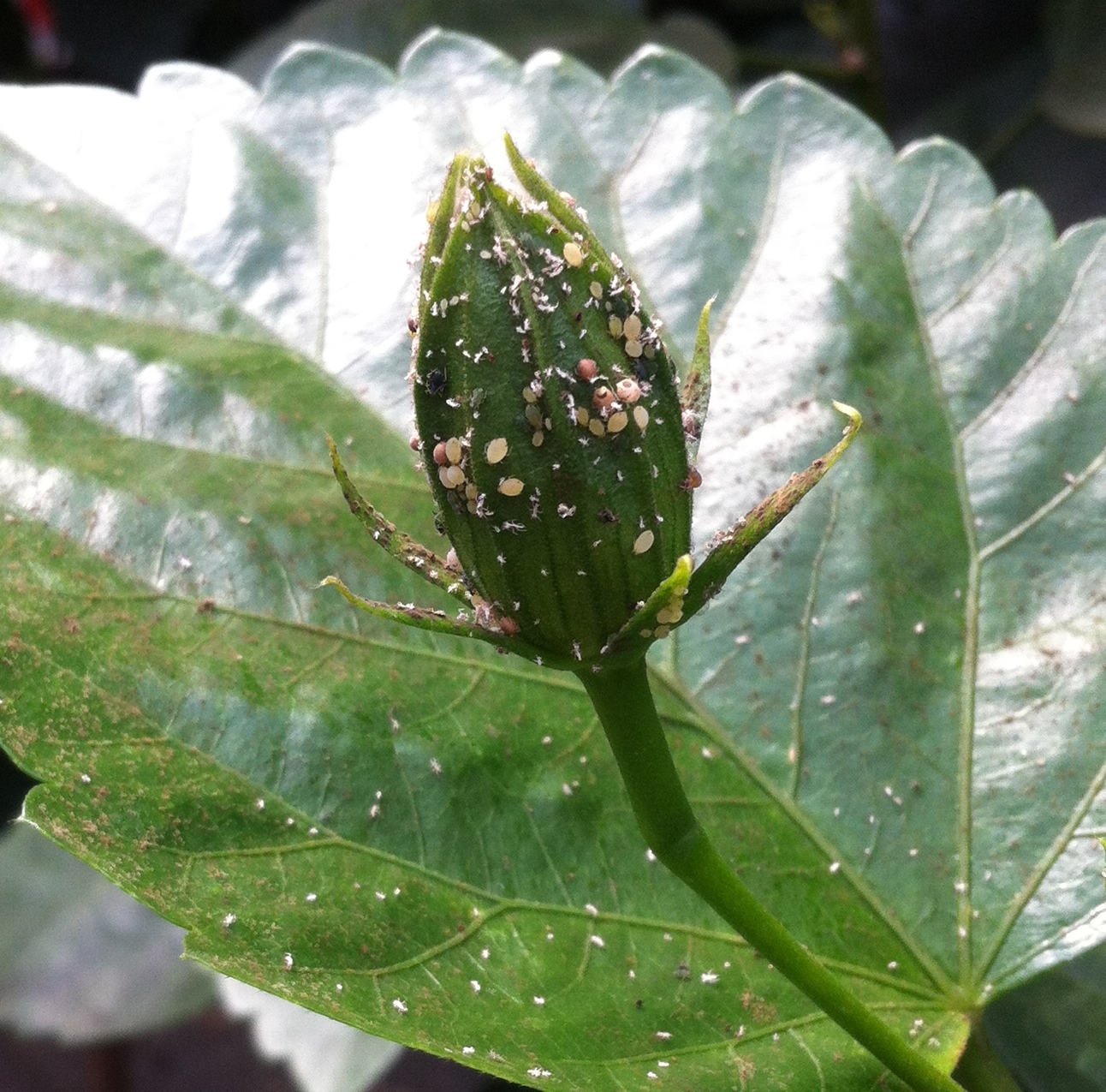 UVM IPM Greenhouse Pests, Biological Controls & Plant Mediated IPM Systems